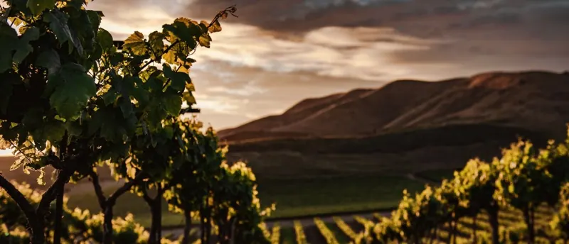 The best wineries in Mallorca